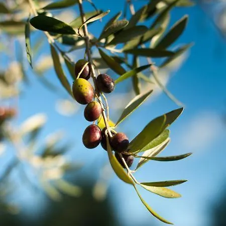 Olive Lägenhet Zadar